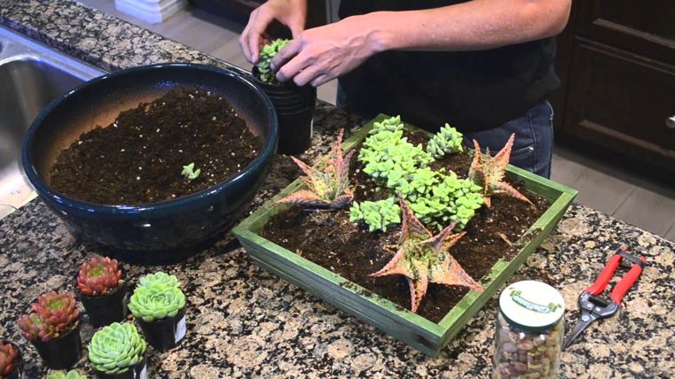 plantes-succulentes-ajouter-du-sol
