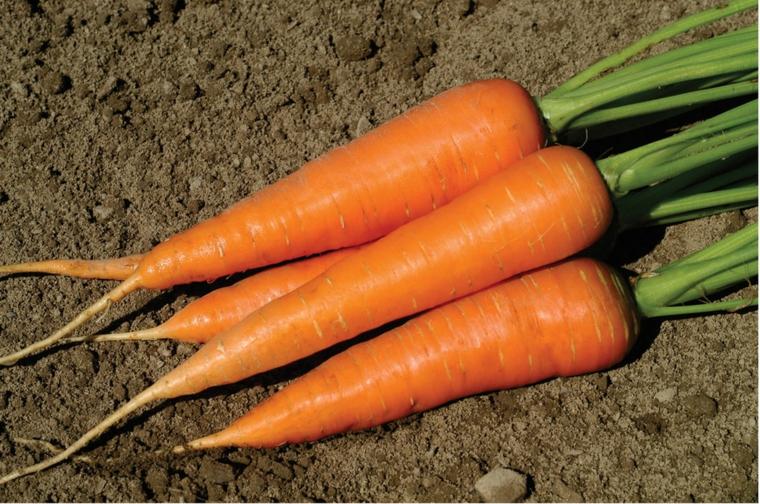 recette avec carottes legume