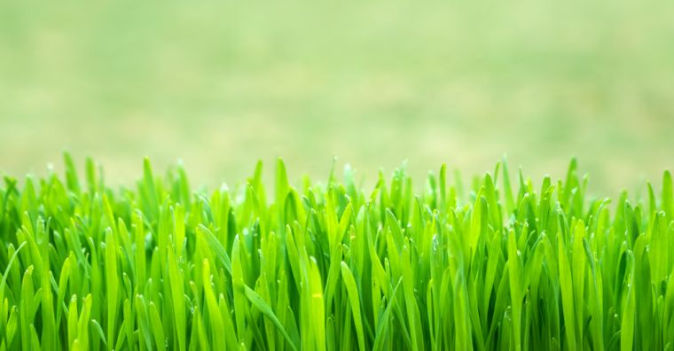 soin-pelouse-gazon-printemps-conseils