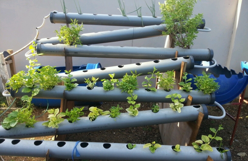 hydroponie tuyaux plantes tube