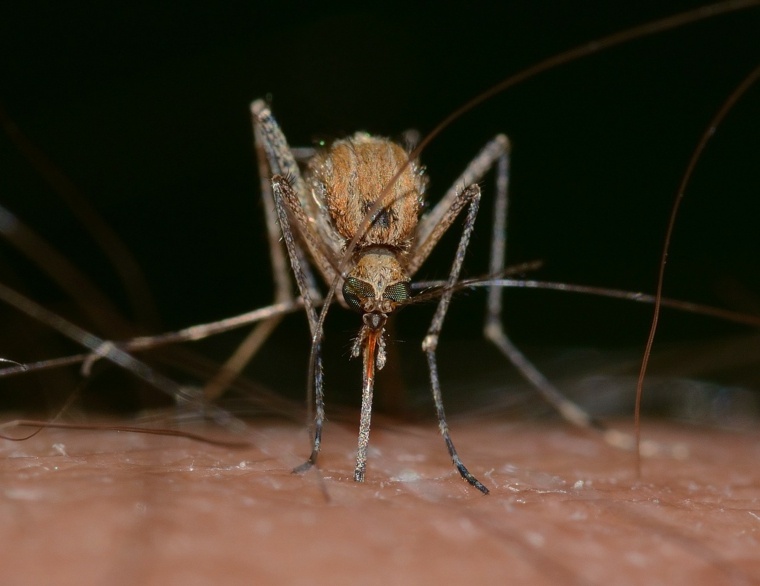 qu est ce qui attire les moustiques maladies