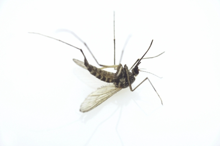 qu est ce qui attire les moustiques virus-nil-occidental