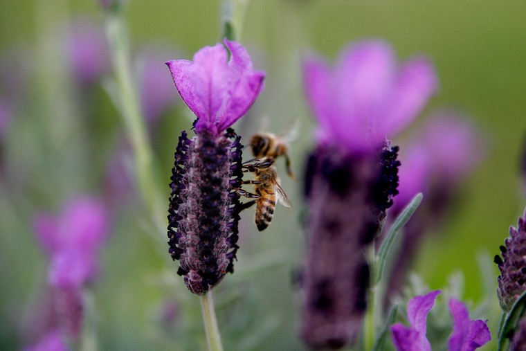 abeille-lavande-fleur-seche