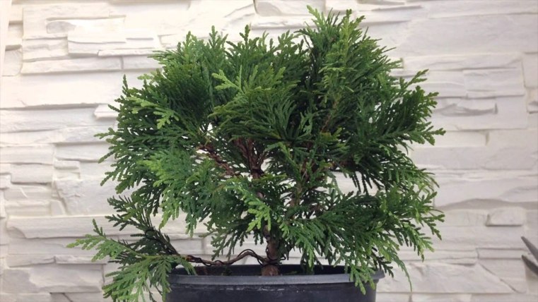 arbre-conifere-bonsai-japonais