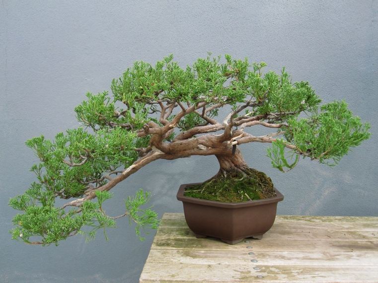 arbre-coniferes-bonsai-en-pot