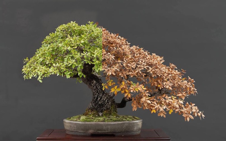 arbres-feuillus-bonsai-japonais