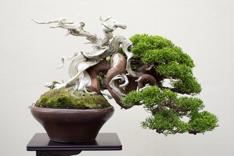 bonsai-japonais-arbre-blanc