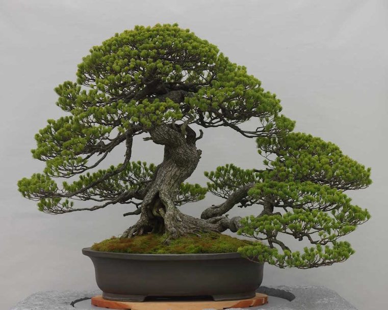 bonsai-japonais-arbre-conifere