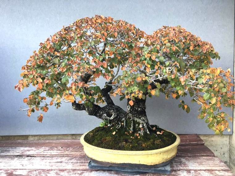 bonsai-japonais-arbre-feuillu