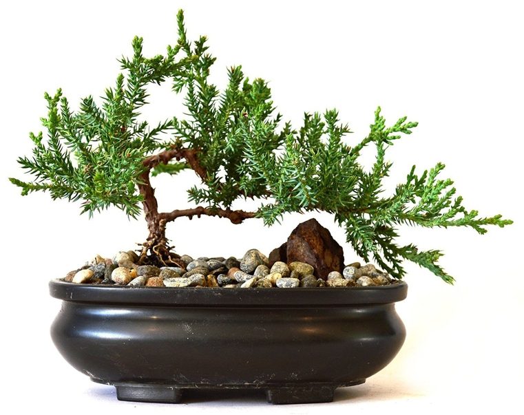 bonsaï japonais art-magnifique