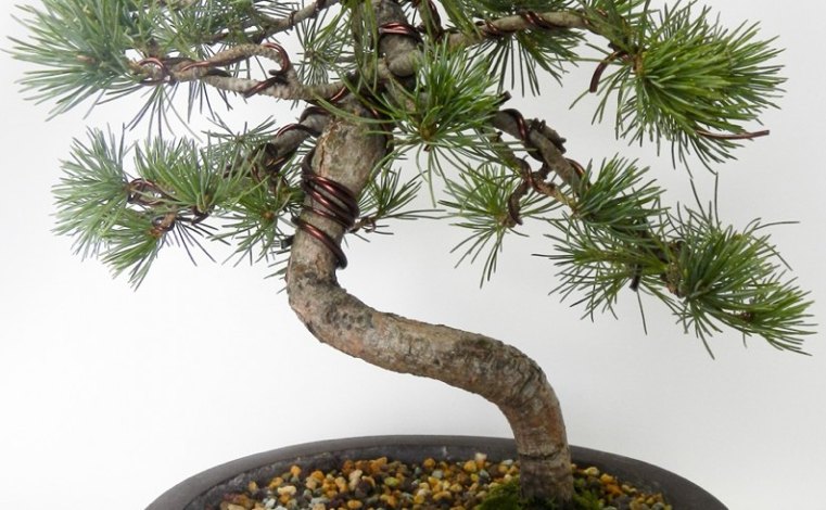 bonsai-japonais-avec-cable-en-cuivre