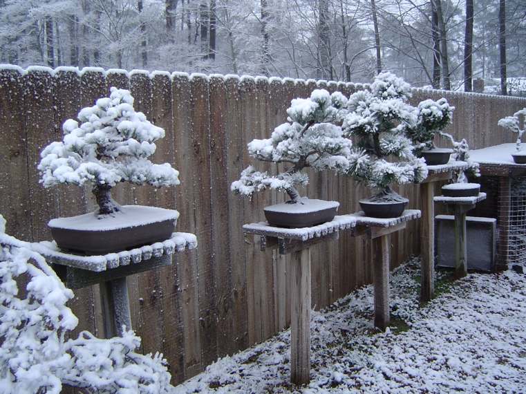 bonsai-japonais-avec-la-neige