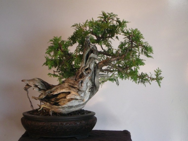 bonsai-japonais-avec-tronc