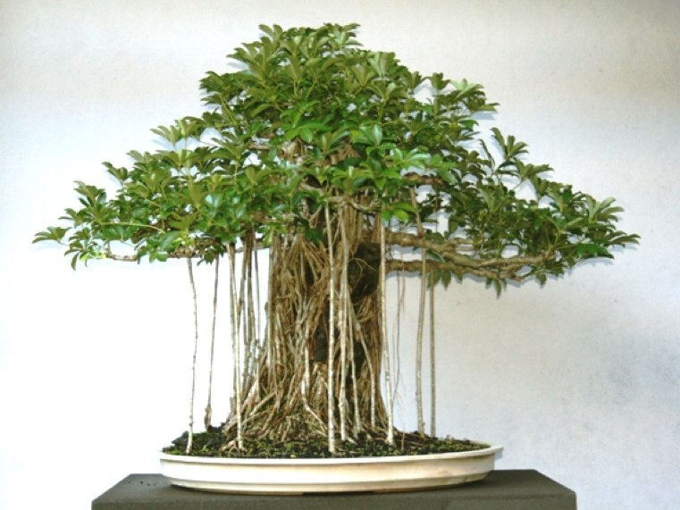 bonsai-japonais-dans-pot-plat