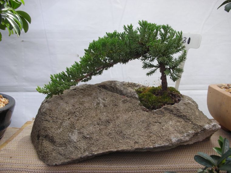 bonsai-japonais-dans-rocher