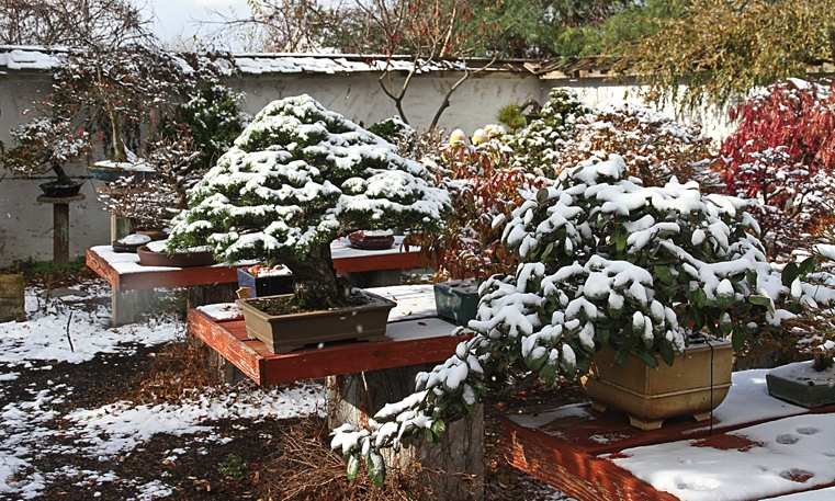 bonsai-japonais-en-hiver