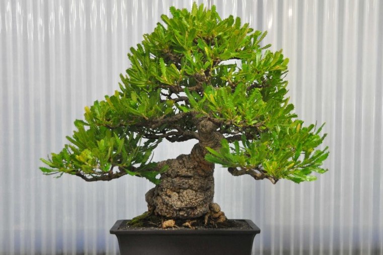 bonsai-japonais-feuilles-vertes