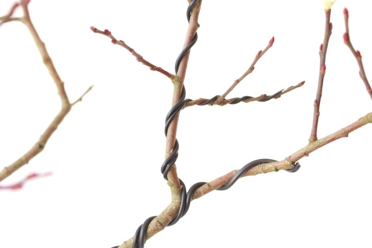 bonsai-japonais-fil-metallique