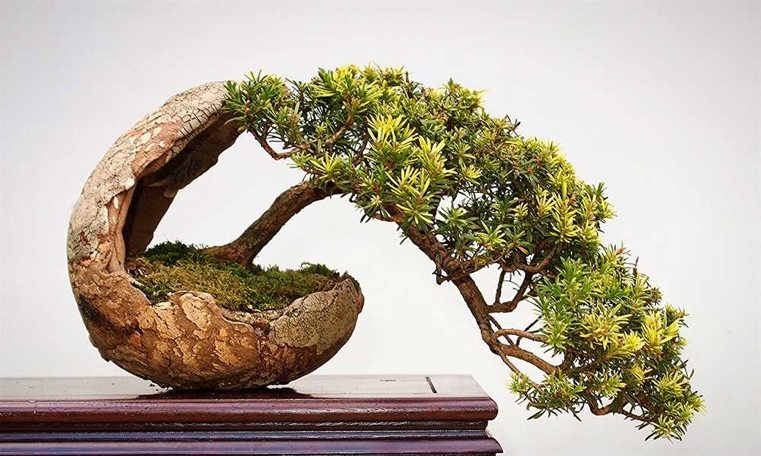 bonsai-japonais-forme-moderne