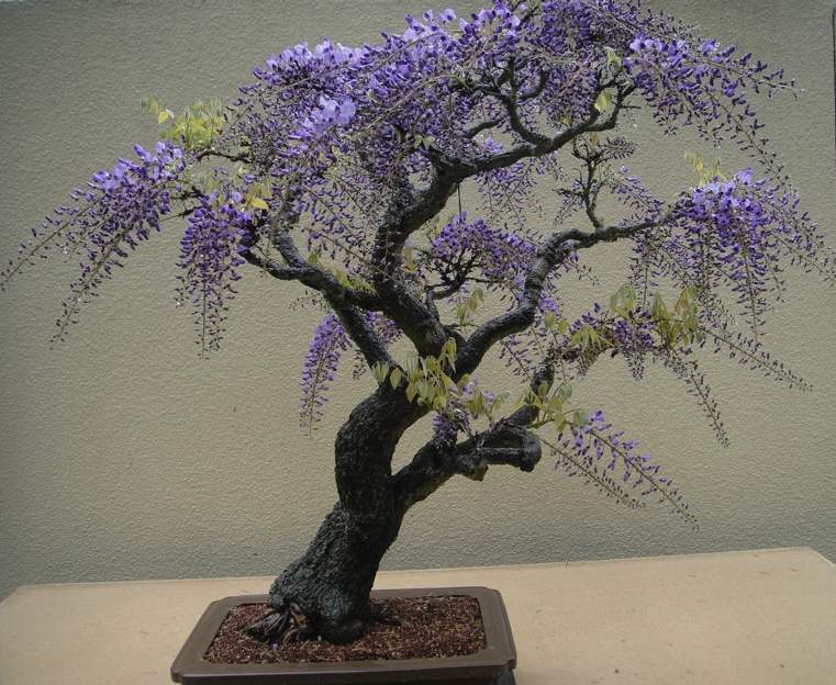 bonsai-japonais-glicynia-violet