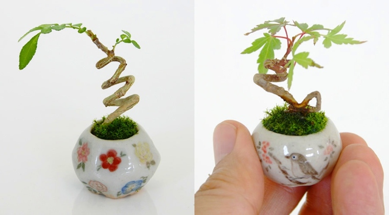 bonsai-japonais-petite-taille