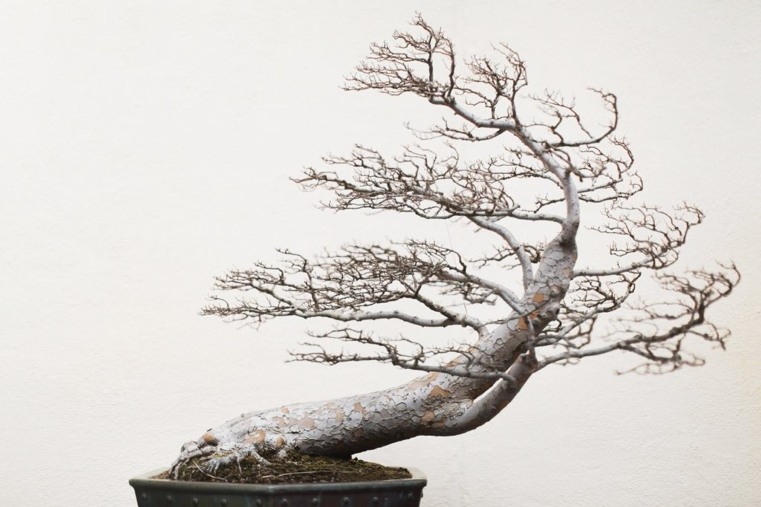 bonsai-japonais-sans-feuilles