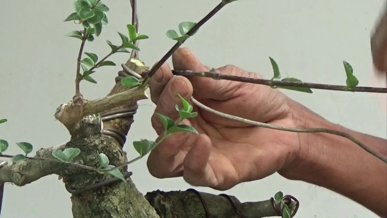 cablage-du-bonsai-japonais