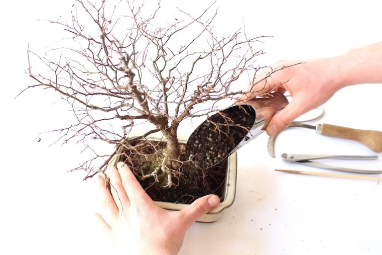 replanter-le-bonsai-japonais