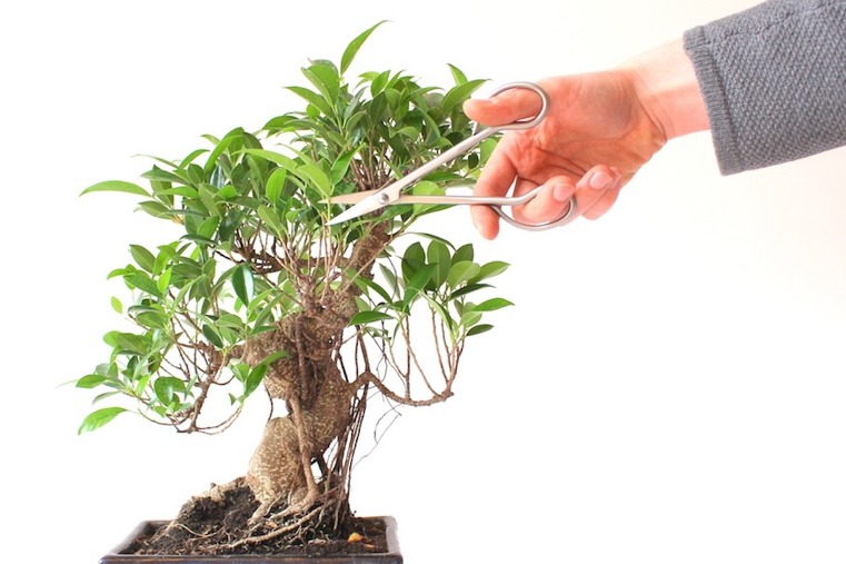 tailler-les-feuilles-du-bonsai