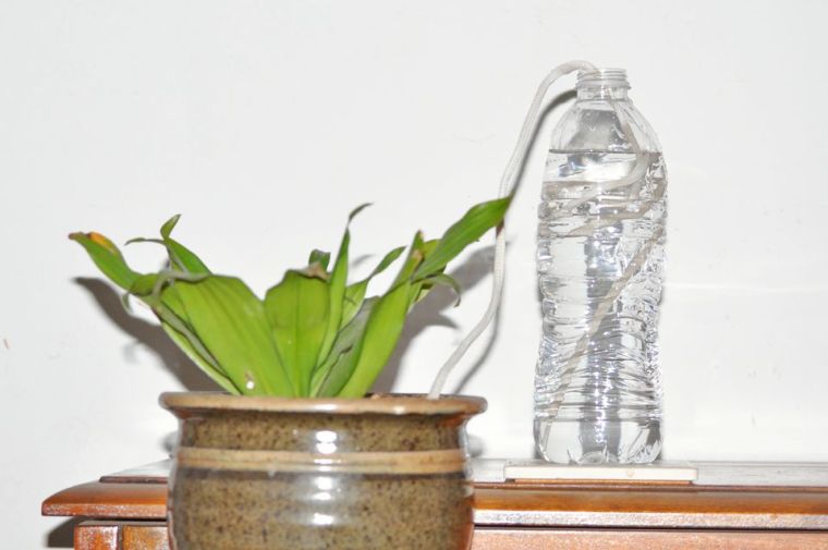 arrosage plante vacances bouteille-eau