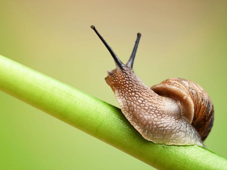 bave d'escargot beaute-soin-peau-avantages-infos