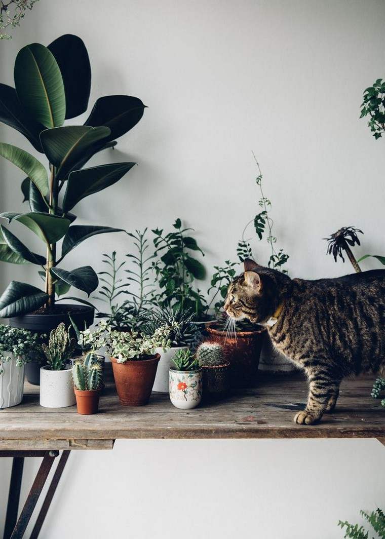 Plante succulente intérieur étagère bois pot chat photo