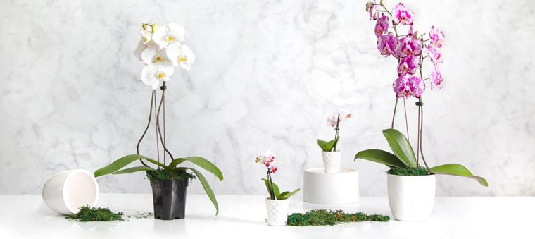 comment-arroser-une-orchidee-en-pot-de-fleur