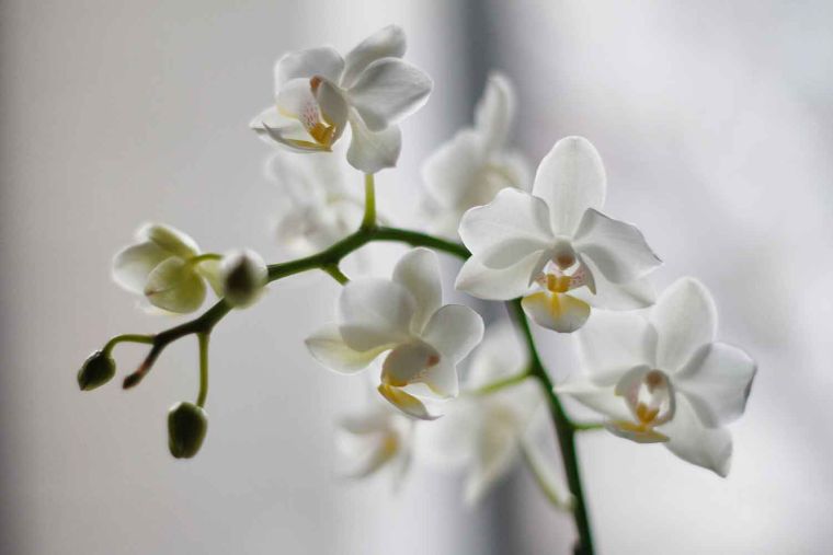 comment faire refleurir une orchidée astuces