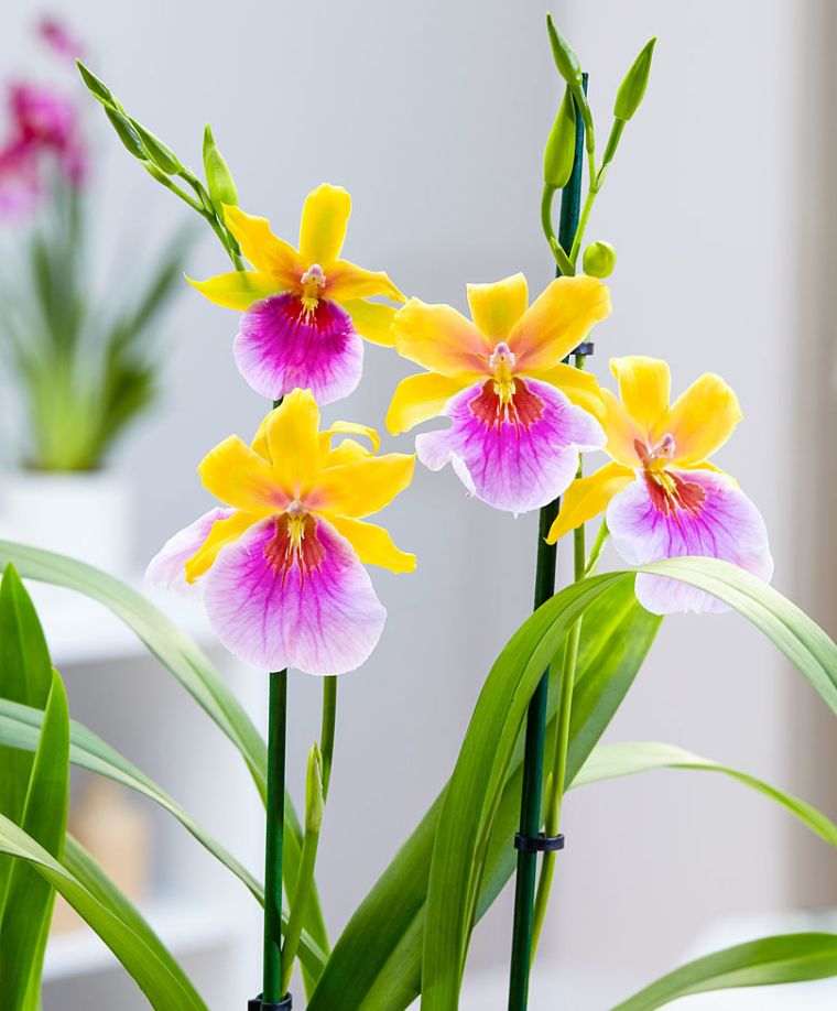 comment faire refleurir une orchidée conseils
