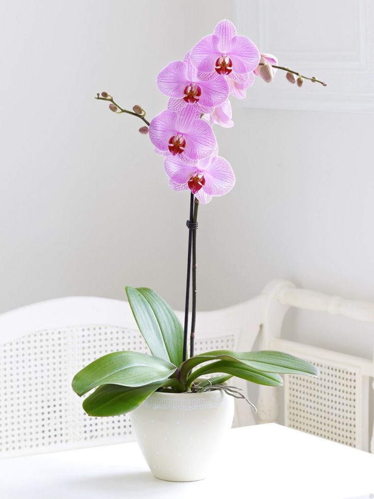 comment faire refleurir une orchidée en-pot-de-fleur