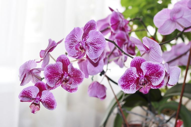 comment faire refleurir une orchidée