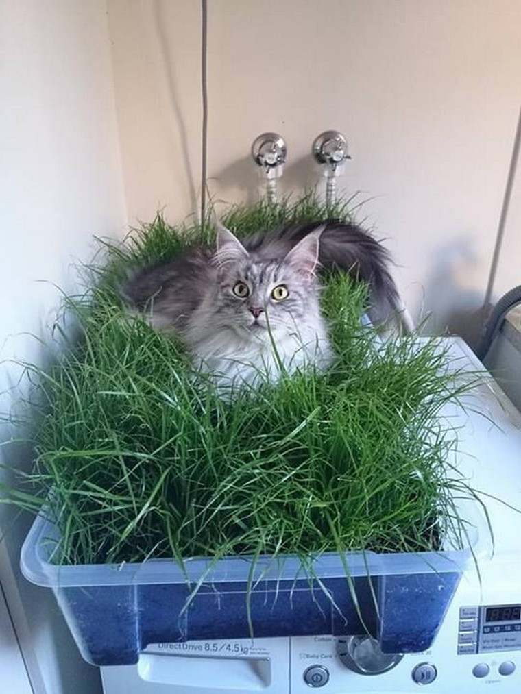 Plante succulente intérieur étagère bois pot chat photo