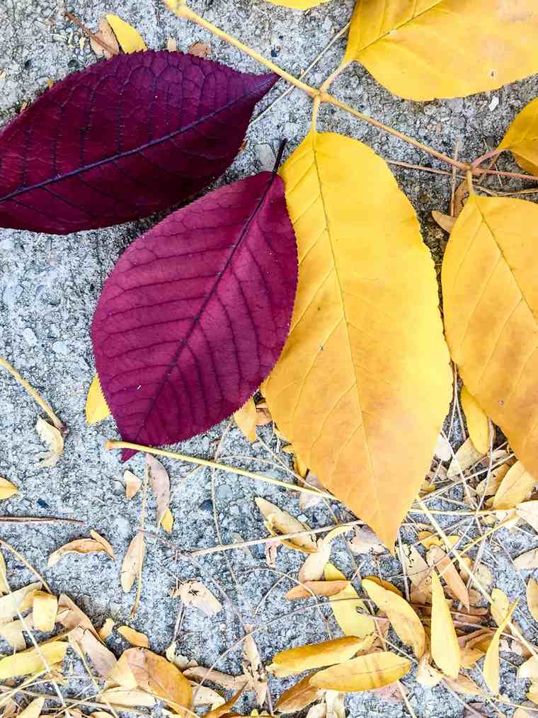 idées déco automne feuilles décor originale