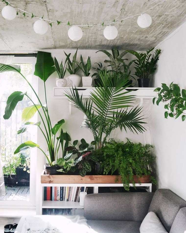 plante-succulente-idee-interieur-pot-jardin