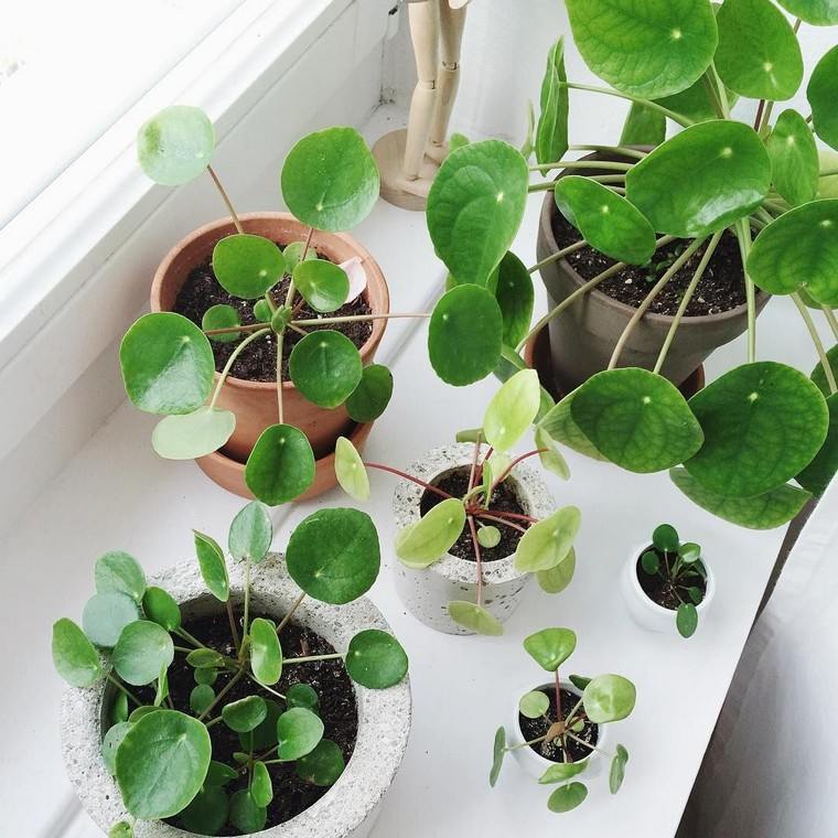 plante-succulente-interieur-idee-deco-interieur