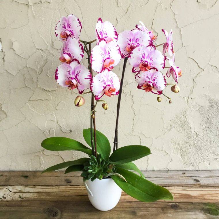 soin-orchidee-interieur-maison-floraison