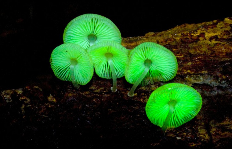 champignon-deco-halloween-lumineuse