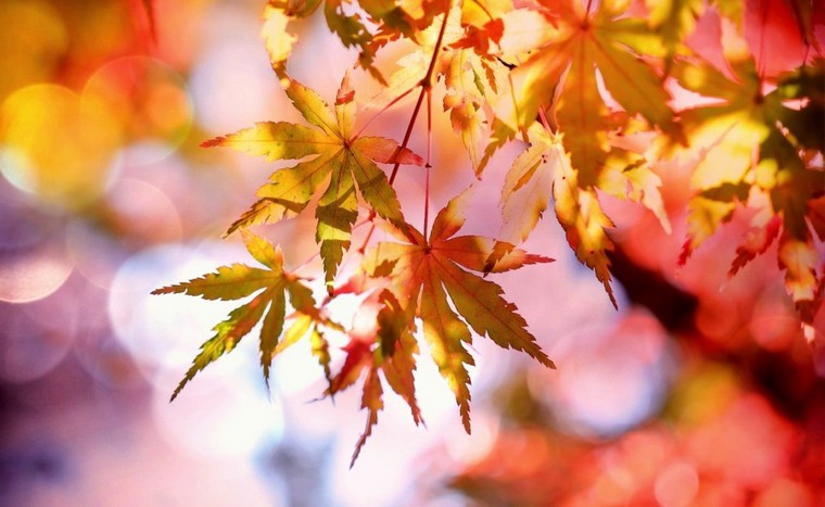 thème automne mariage déco idée feuilles d'automne