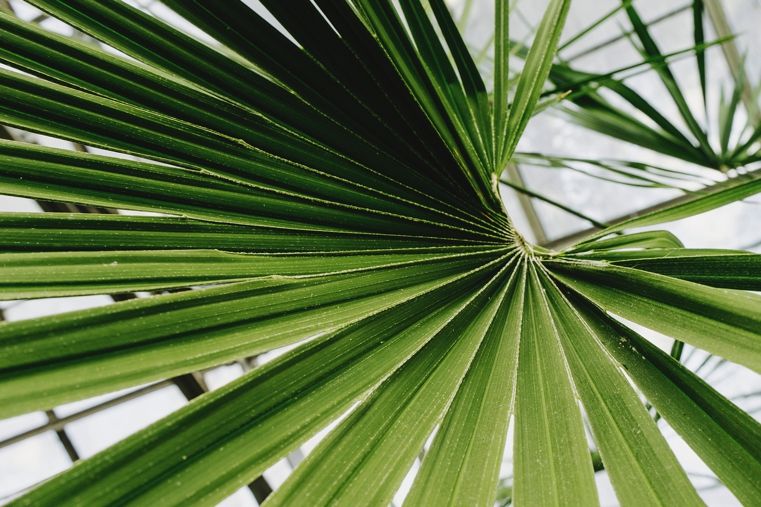 touche verte feuille-palmier