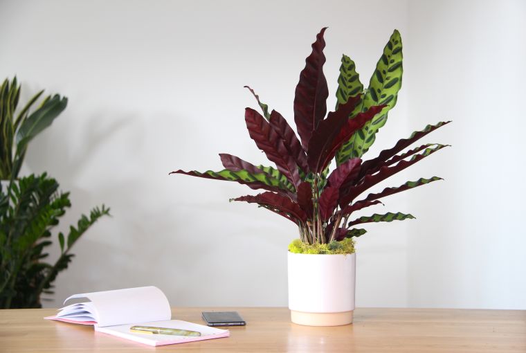 deco-petit-espace-plantes-exotiques-en-pot-pour-table-idees