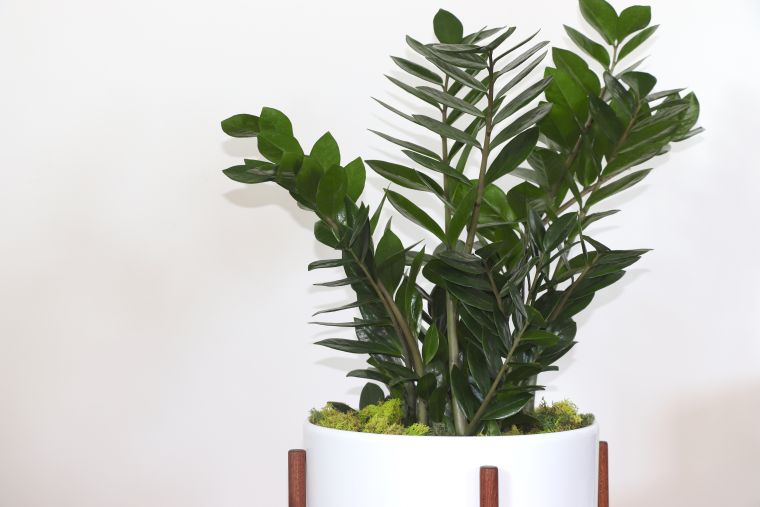 plante-exotique-d'interieur-idee-decoration-de-luxe-pot-de-fleur-design
