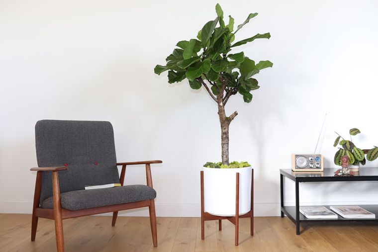 plantes-exotiques-pour-l'interieur-photo-meuble-scandinave-salon