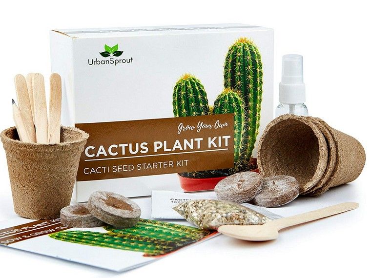 cactus-idee-cadeau-ado-noel