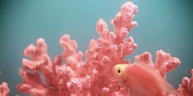 couleur-pantone-2019-tendance-deco-corail-rose
